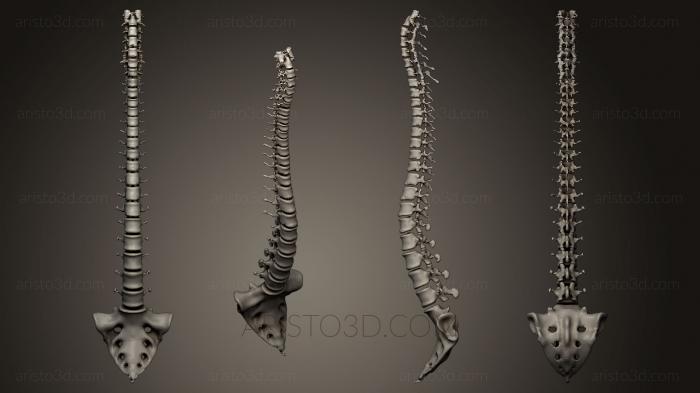 Anatomy of skeletons and skulls (ANTM_0187) 3D model for CNC machine